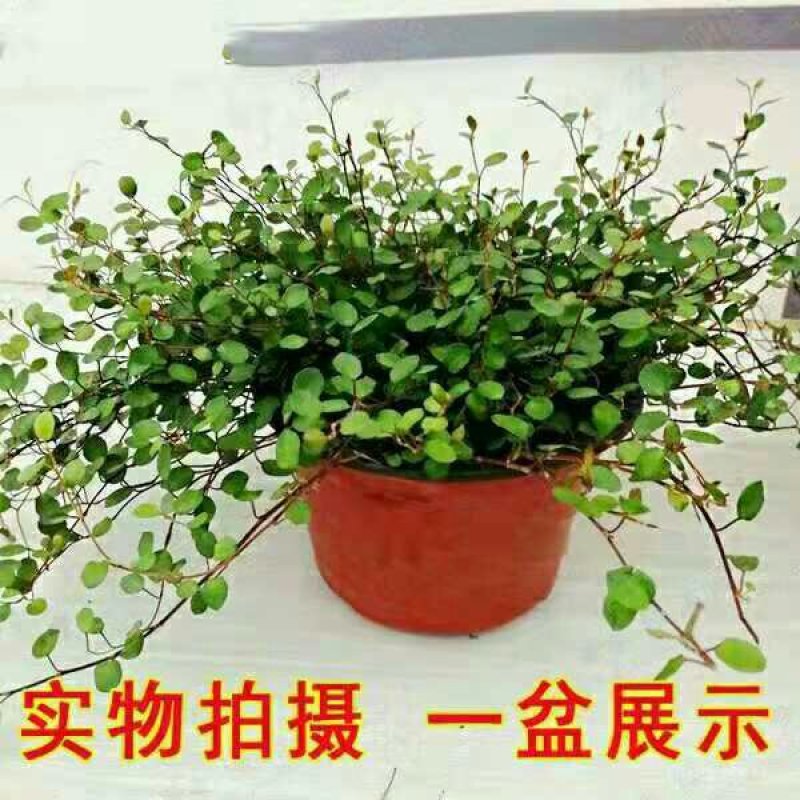 千叶吊兰原土原盆发货叶子很多很好的