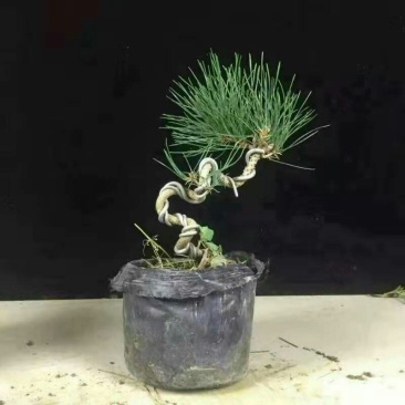 黑松盆景15元3盆45元包邮一盆15元包邮！