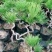 黑松盆景15元3盆45元包邮一盆15元包邮！