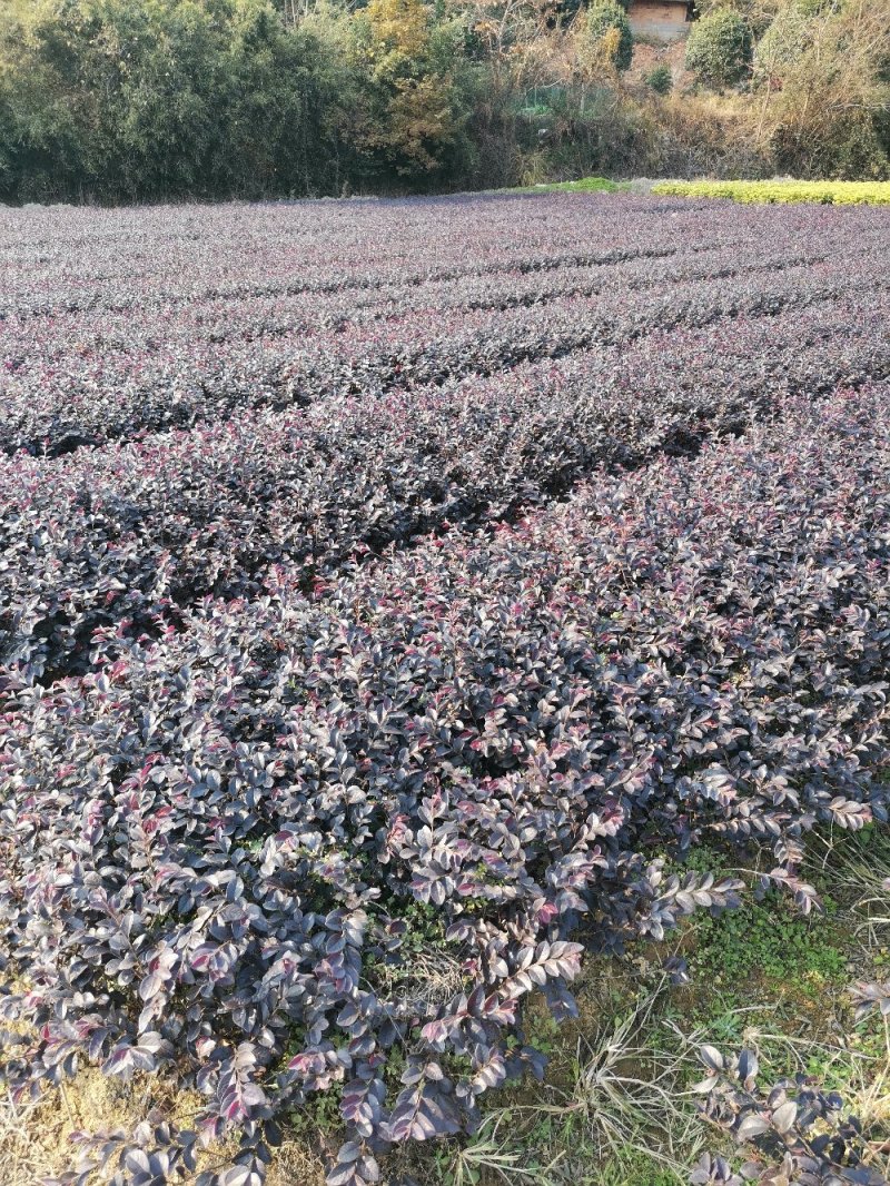 红花继木10一50公分移栽苗根系好苗粗壮基地直销