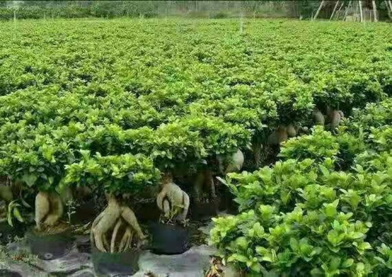 人参榕盆栽8元包邮原土原盆发货一盆8