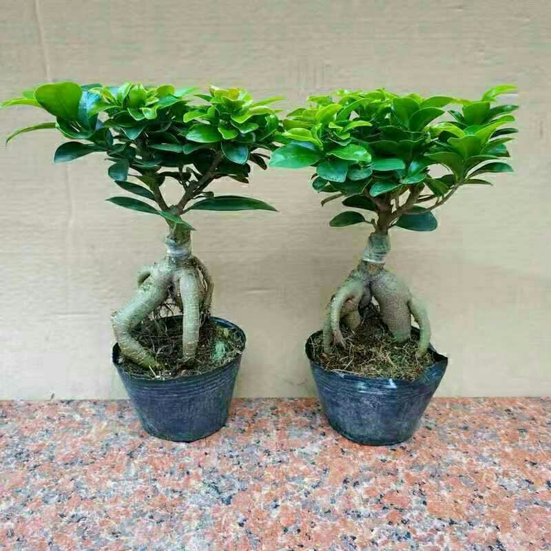 人参榕盆栽8元包邮原土原盆发货一盆8