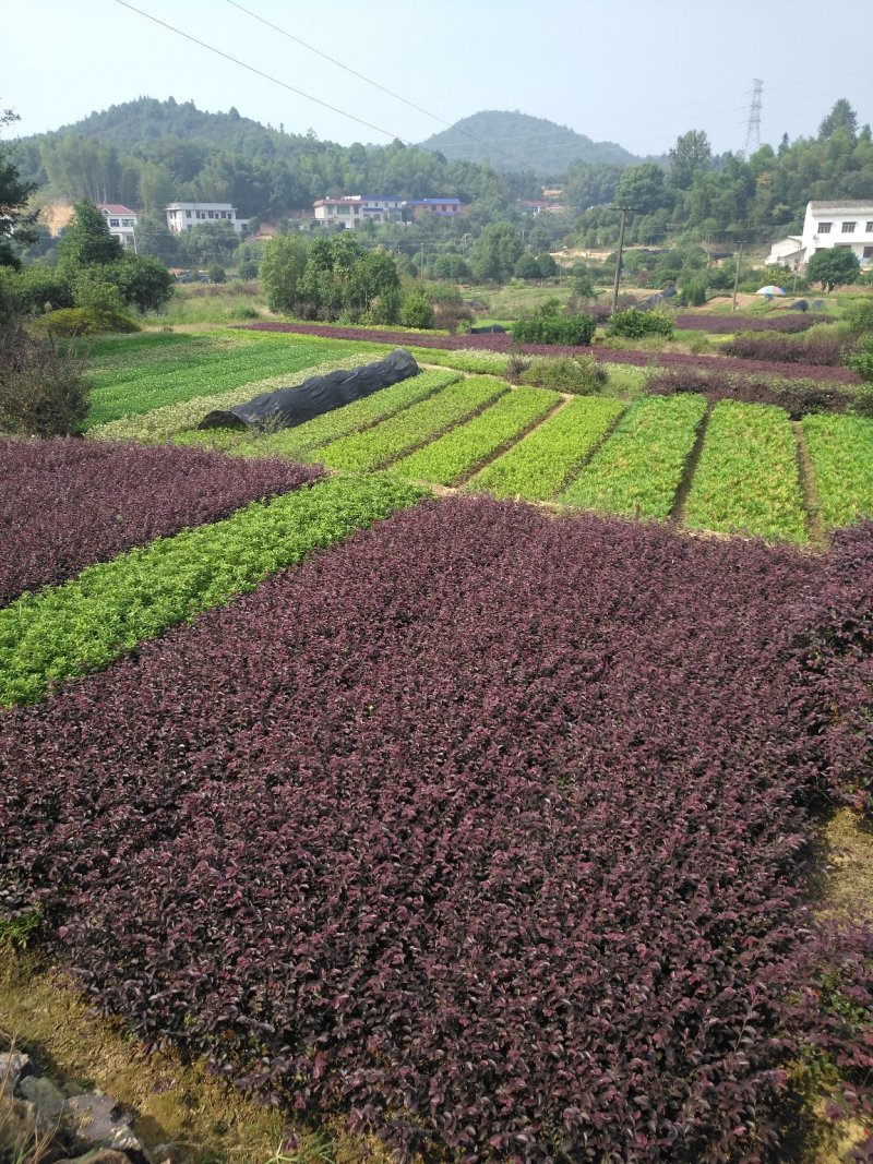 红花继木10一50公分移栽苗根系好苗粗壮基地直销