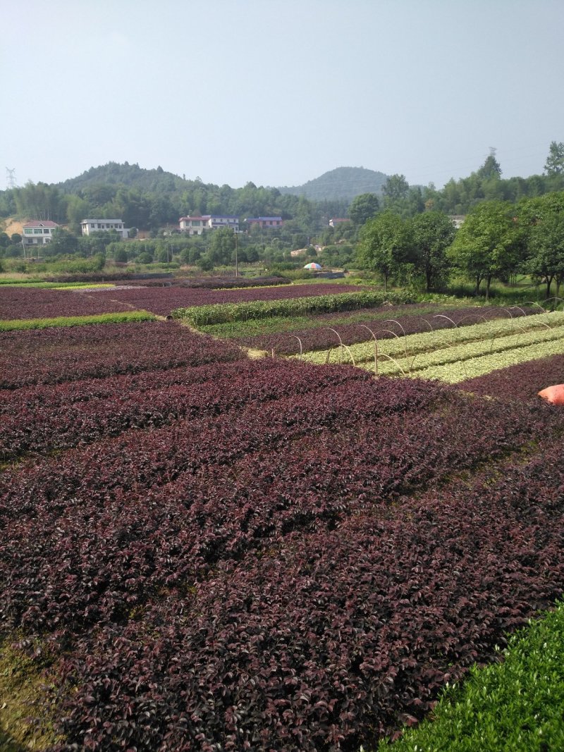 红花继木10一50公分移栽苗根系好苗粗壮基地直销