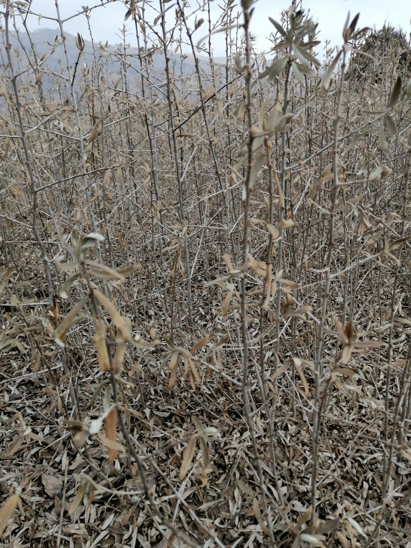 沙棘苗30公分起步