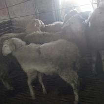 小尾寒羊，后备母羊，怀孕母羊，