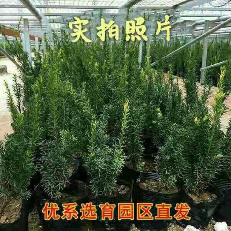 《9.9元个4颗》曼地亚红豆杉曼地亚红豆杉盆栽