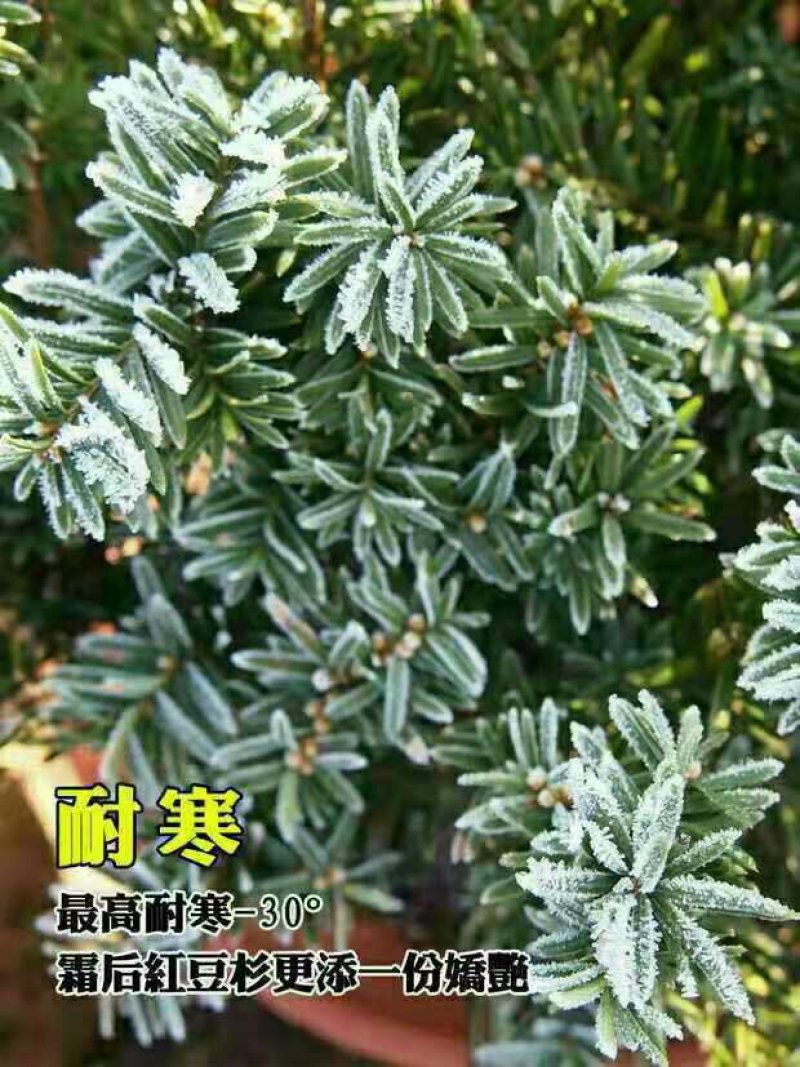 《9.9元个4颗》曼地亚红豆杉曼地亚红豆杉盆栽