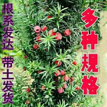 《9.9元个4颗》曼地亚红豆杉曼地亚红豆杉盆栽