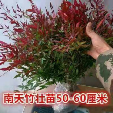 20颗32元南天竹苗红天竺火焰南天竹盆栽盆景红叶植物