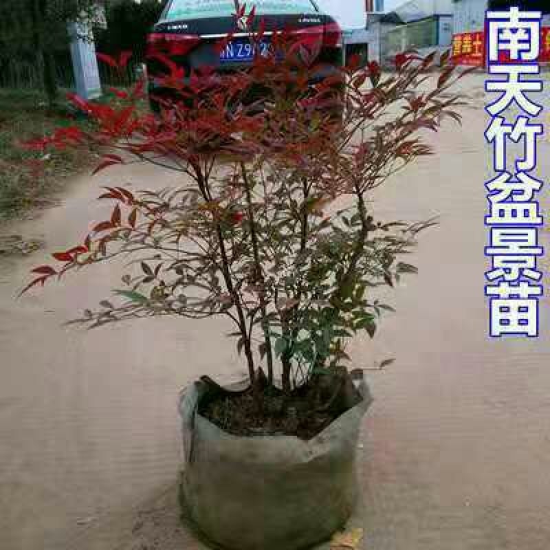 20颗32元南天竹苗红天竺火焰南天竹盆栽盆景红叶植物