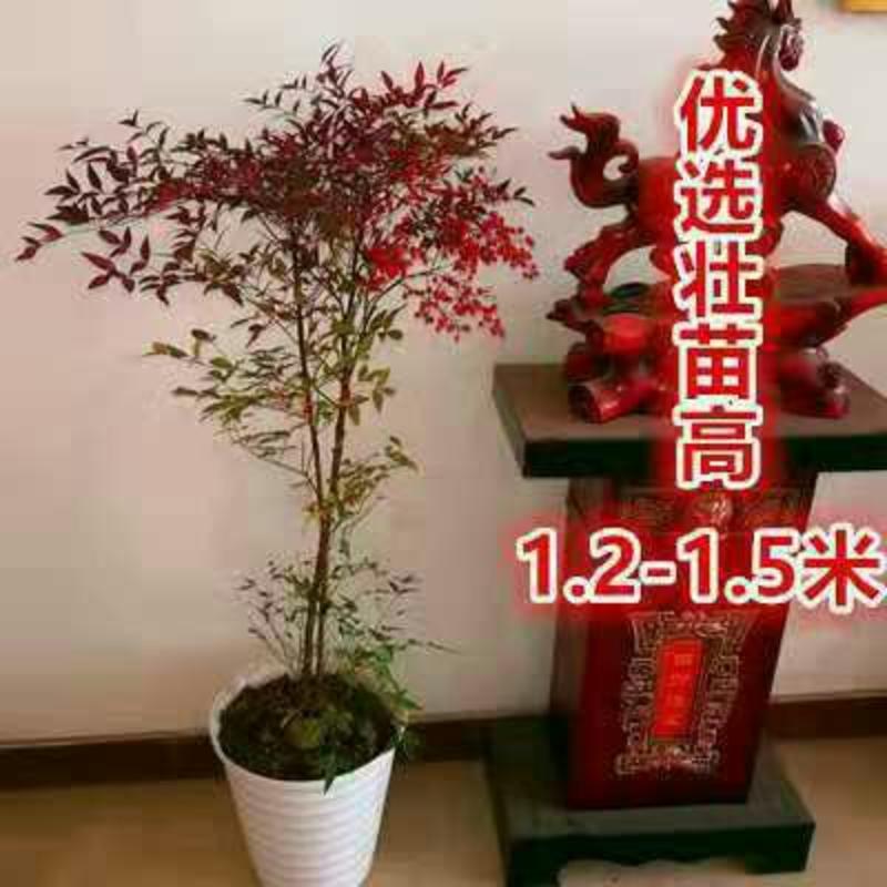 20颗32元南天竹苗红天竺火焰南天竹盆栽盆景红叶植物