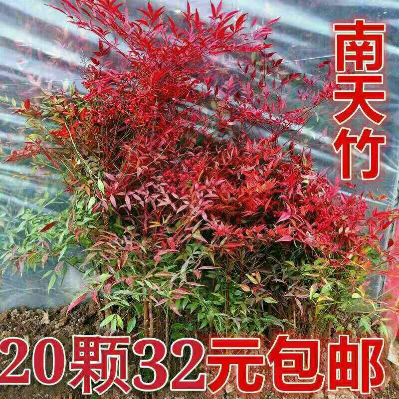 20颗32元南天竹苗红天竺火焰南天竹盆栽盆景红叶植物