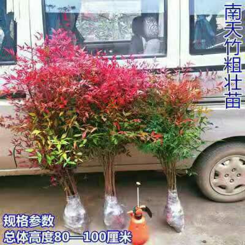 20颗32元南天竹苗红天竺火焰南天竹盆栽盆景红叶植物