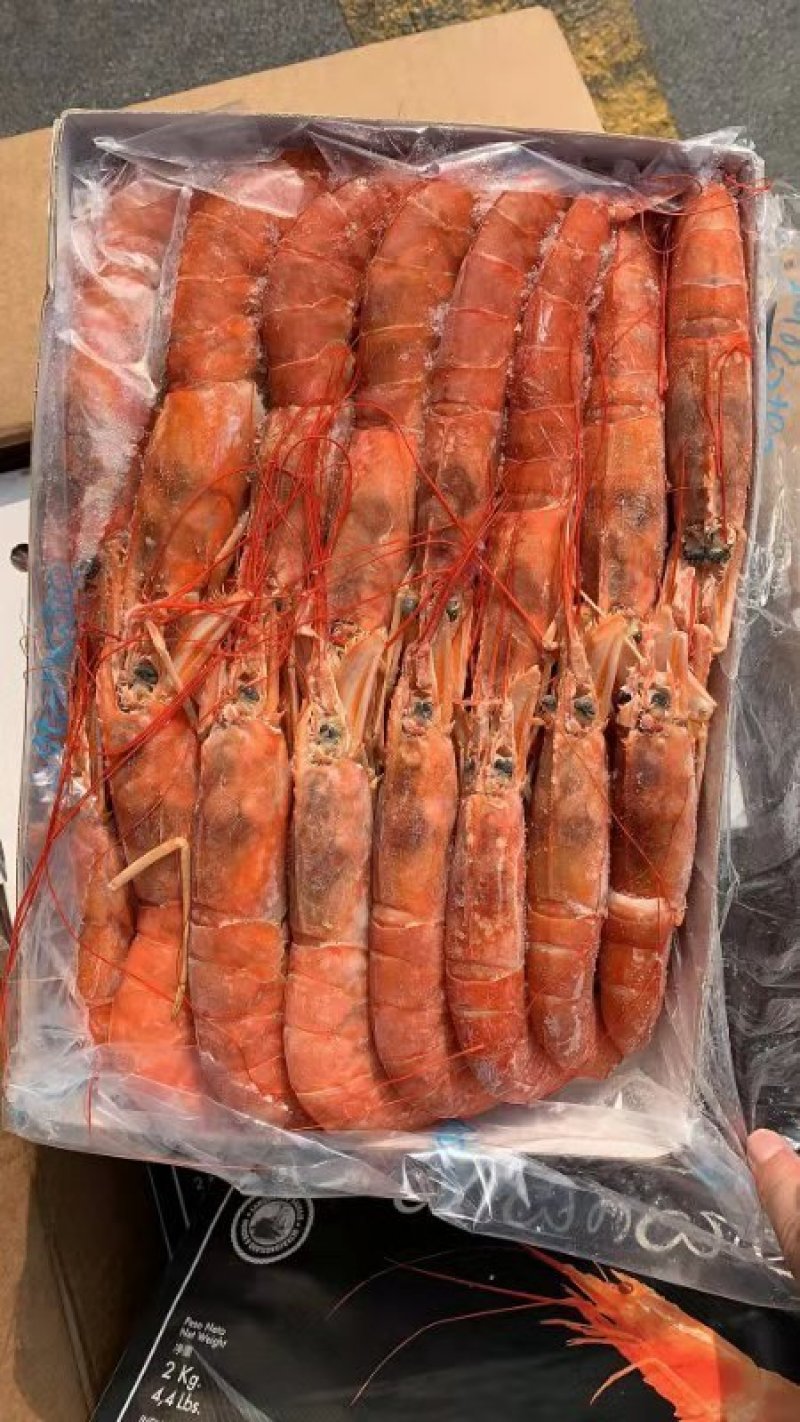 上水阿根廷红虾