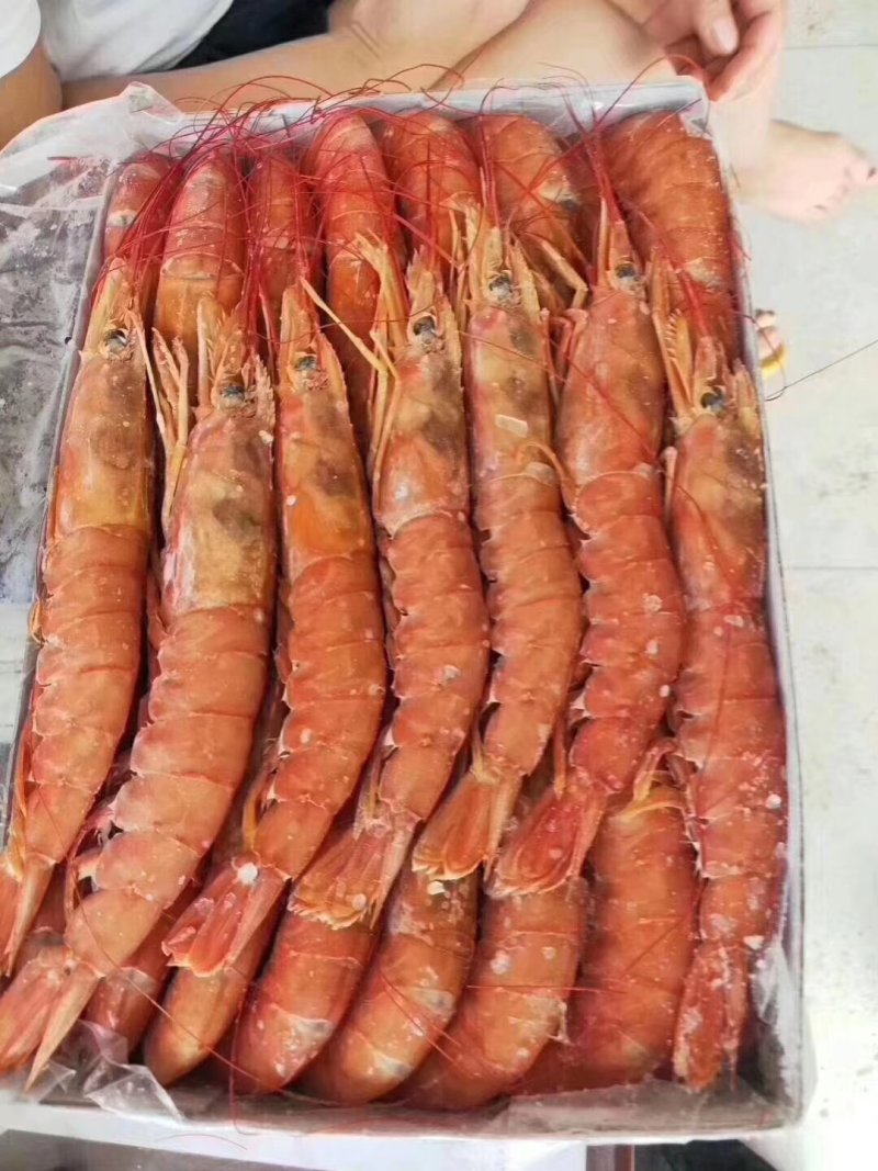 上水阿根廷红虾
