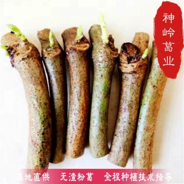葛根湖北葛根苗成活率百分95以上食用葛根苗