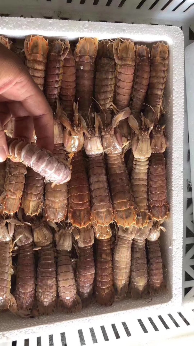 冷冻皮皮虾，新鲜活冻，带黄皮皮虾