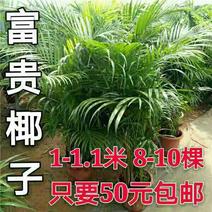 【1米8-10棵50元包邮】富贵椰子盆栽散尾葵盆栽