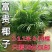 【1米8-10棵50元包邮】富贵椰子盆栽散尾葵盆栽