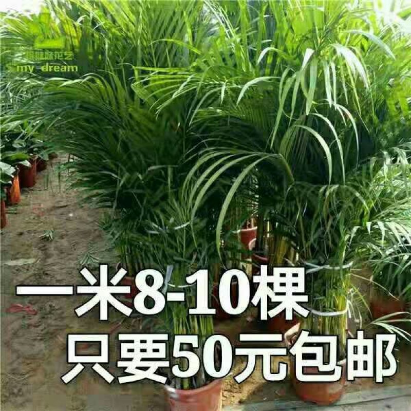 【1米8-10棵50元包邮】富贵椰子盆栽散尾葵盆栽