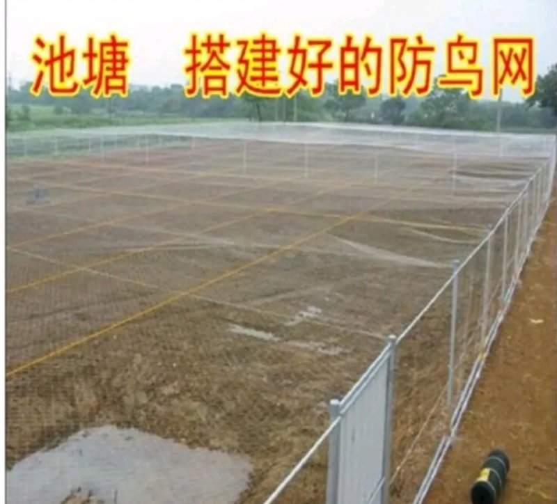 防鸟网钓鱼线材质和尼龙材质齐全防鸟果园池塘均可用