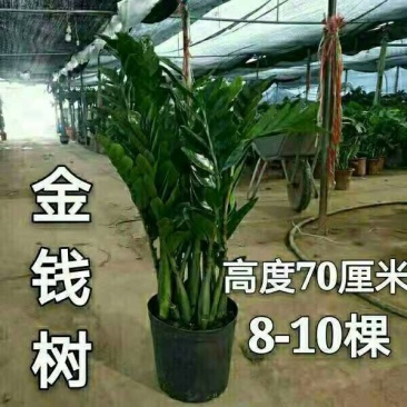 （8-10棵50元）金钱树树盆栽发财树盆栽
