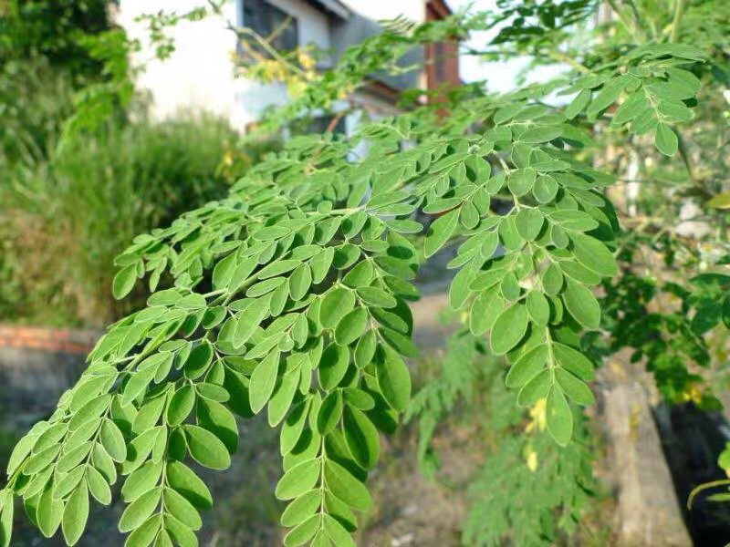 辣木树苗印度辣木小苗杯苗袋苗大树