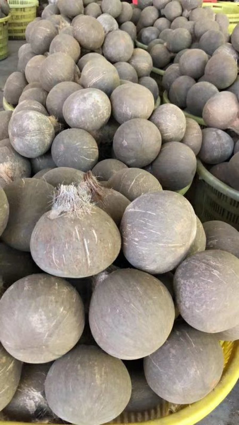 新鲜椰皇，大量生产，