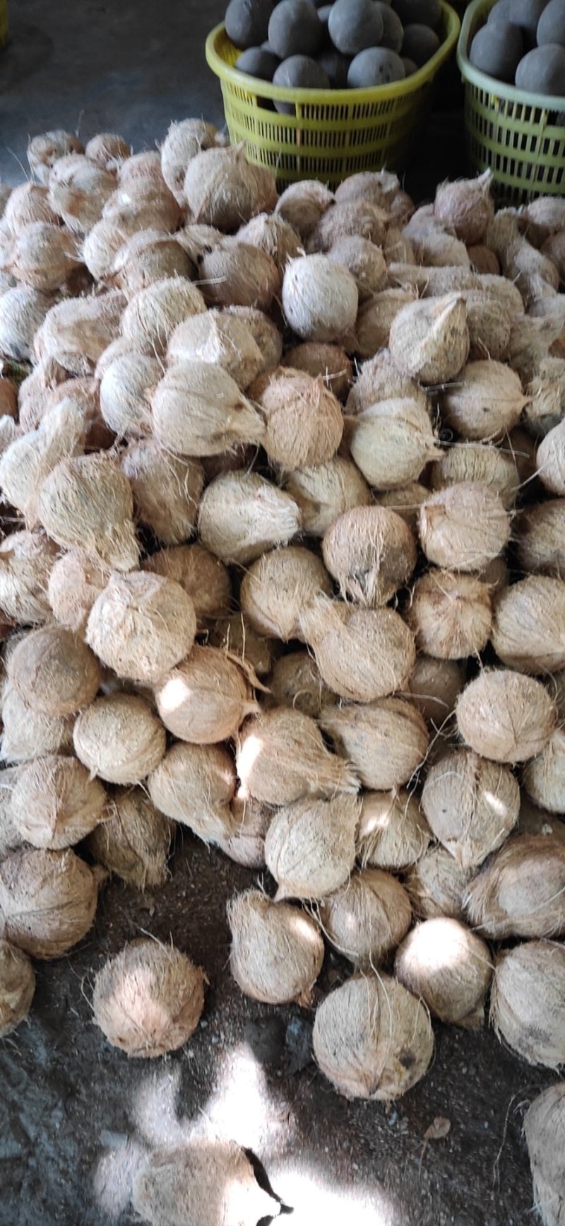 新鲜椰皇，大量生产，