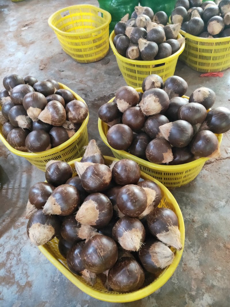 新鲜椰皇，大量生产，