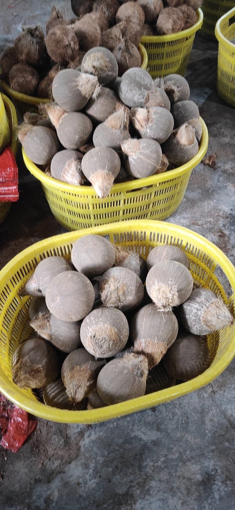 新鲜椰皇，大量生产，