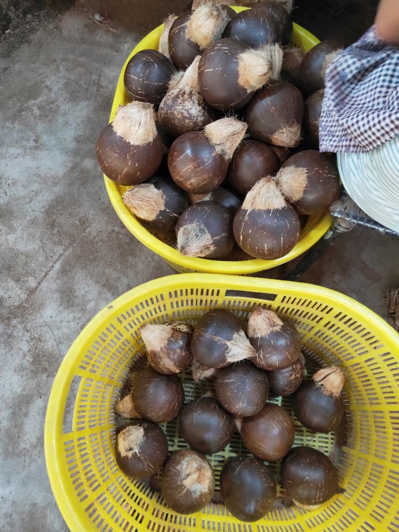 新鲜椰皇，大量生产，