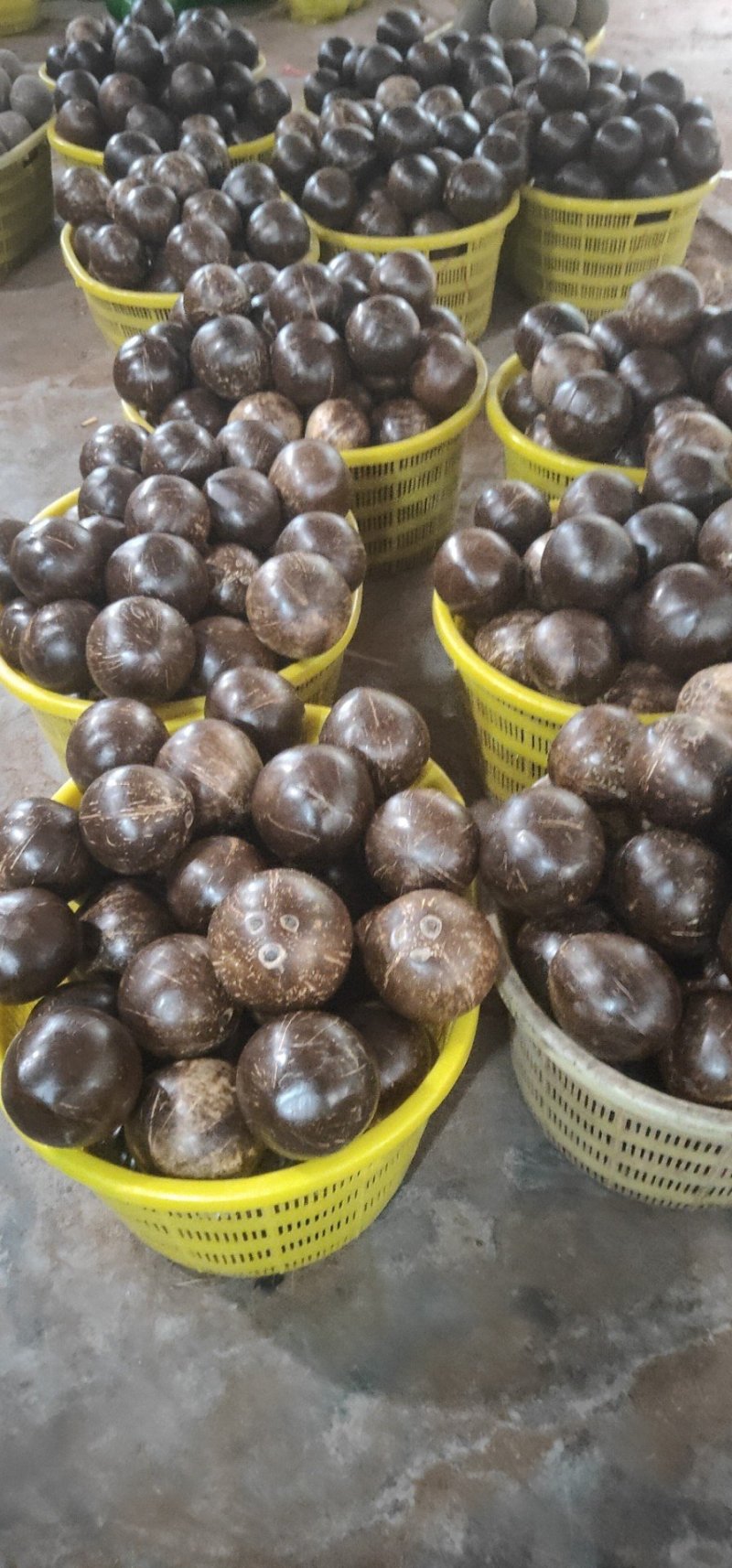 新鲜椰皇，大量生产，
