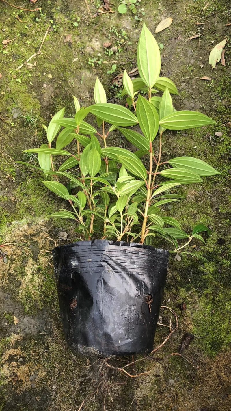 紫牡丹，巴西野牡丹，紫牡丹基地，紫牡丹价格成都紫牡批发