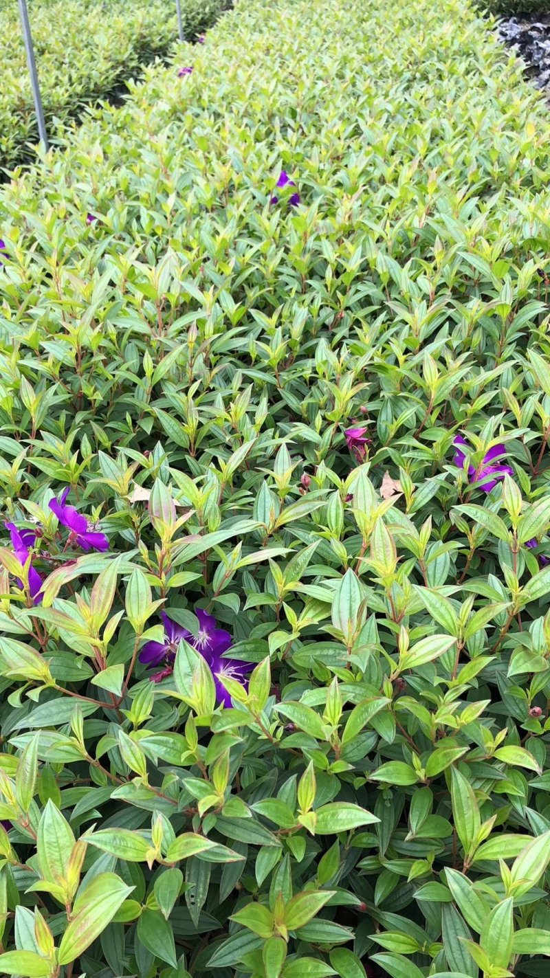 紫牡丹，巴西野牡丹，紫牡丹基地，紫牡丹价格成都紫牡批发