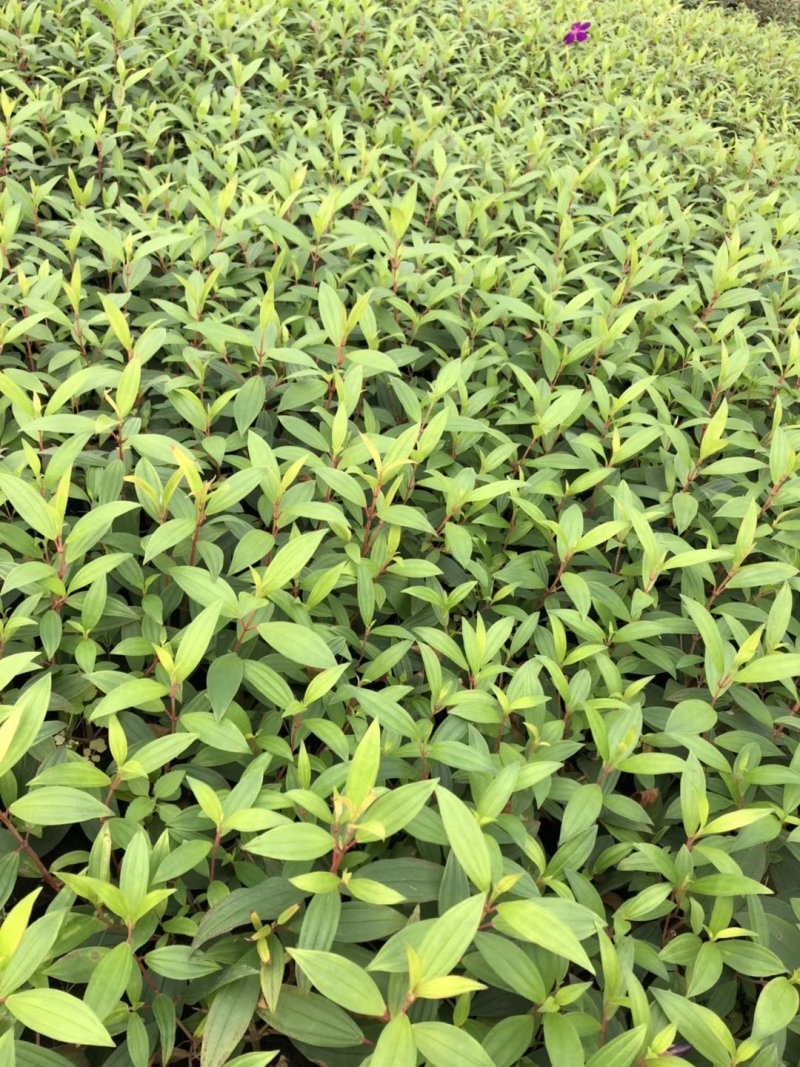紫牡丹，巴西野牡丹，紫牡丹基地，紫牡丹价格成都紫牡批发