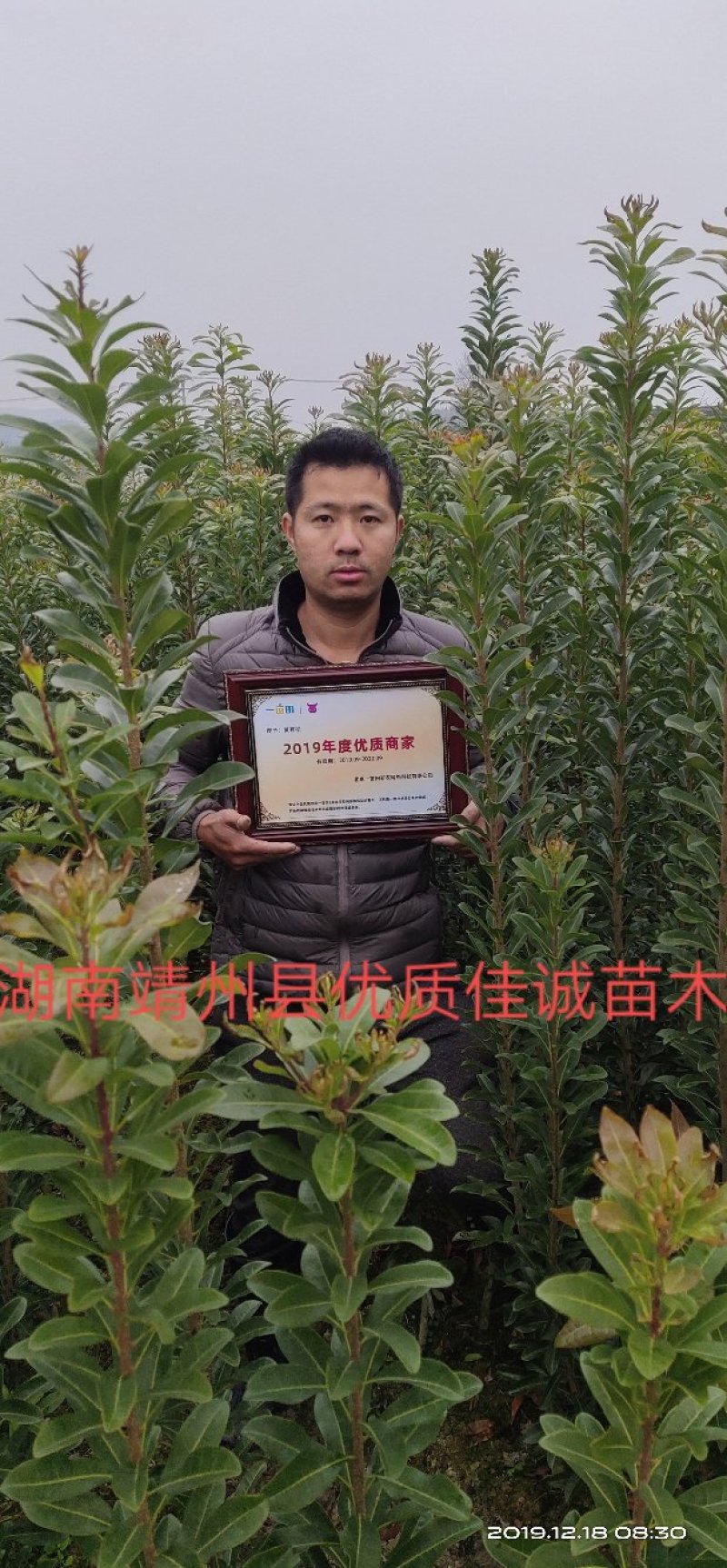 包邮乌梅孛荠杨梅树苗放心苗产量高提供技术指导