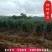 葛根种苗藤县粉葛粉糯无渣粉葛苗春种冬收包邮