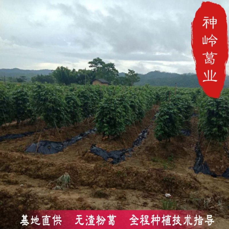 葛根种苗藤县粉葛粉糯无渣粉葛苗春种冬收包邮
