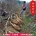 葛根种苗藤县粉葛粉糯无渣粉葛苗春种冬收包邮
