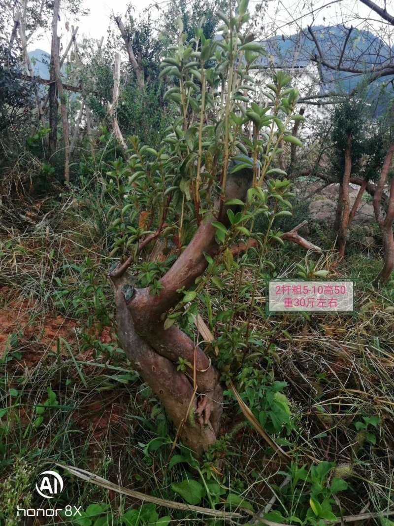 《杨氏盆景》百年老桩映山红一手货源！规格齐全！