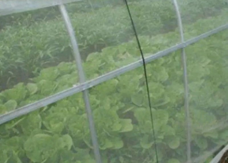 防虫网80目可用6年以上整卷出售优惠划算【包邮】