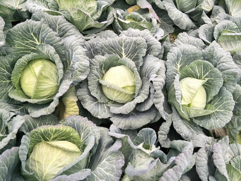 脆包菜连花白2~3公斤产地直供