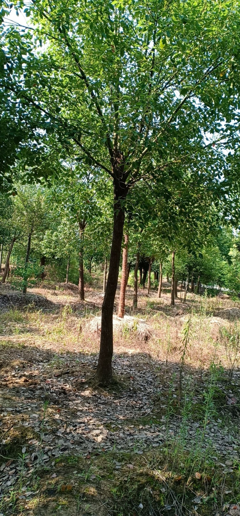 农户自营大量香樟树香樟苗木销售