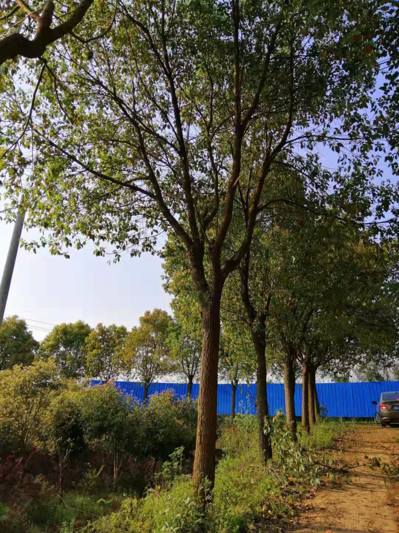 农户自营大量香樟树香樟苗木销售