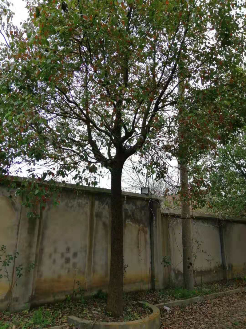农户自营大量香樟树香樟苗木销售