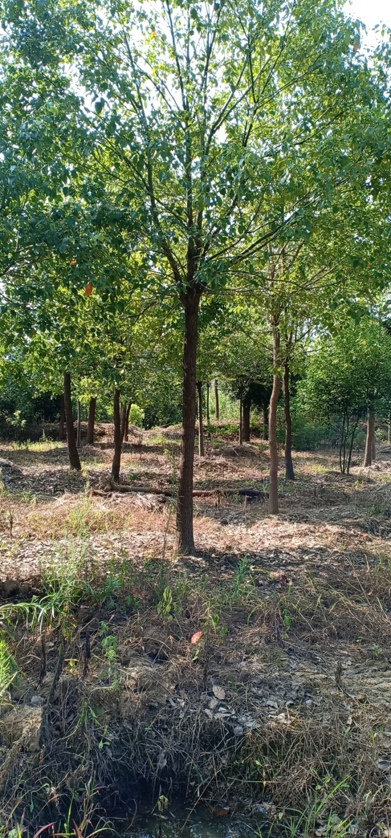 农户自营大量香樟树香樟苗木销售