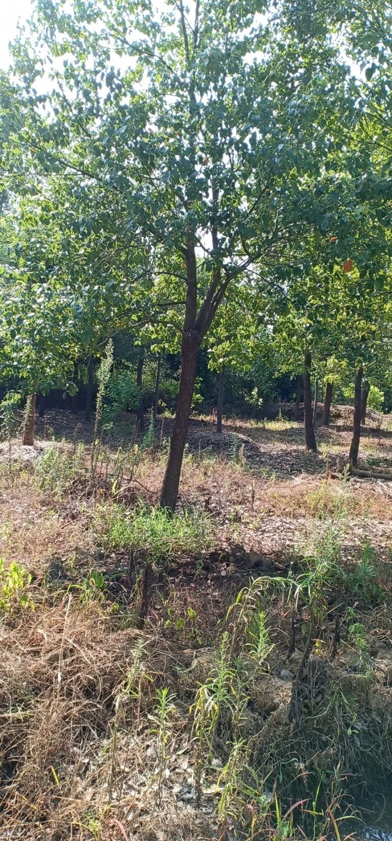 农户自营大量香樟树香樟苗木销售