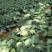 脆包菜连花白2~3公斤产地直供